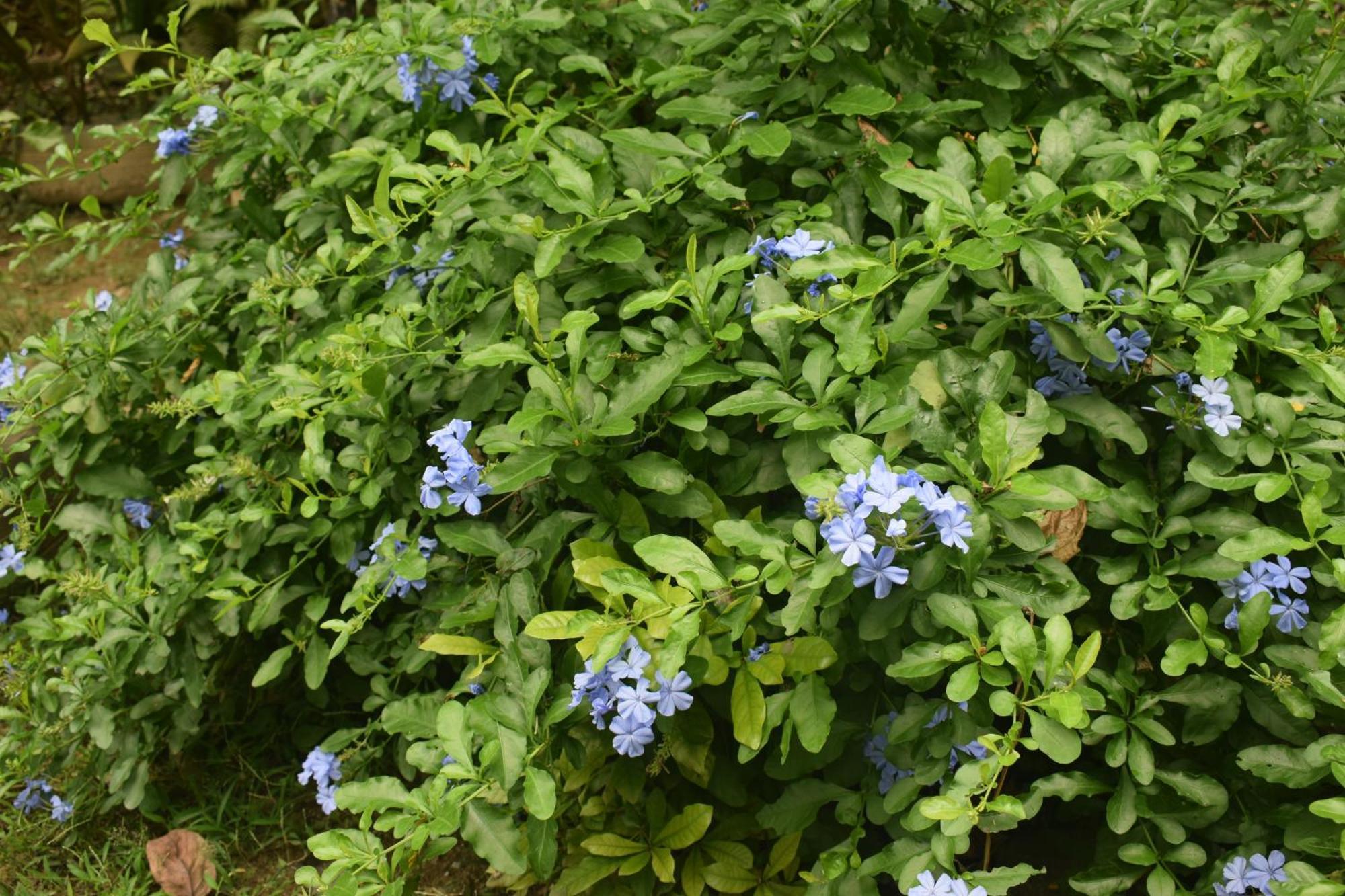 Namaya Nature Apartment Kandy Bagian luar foto