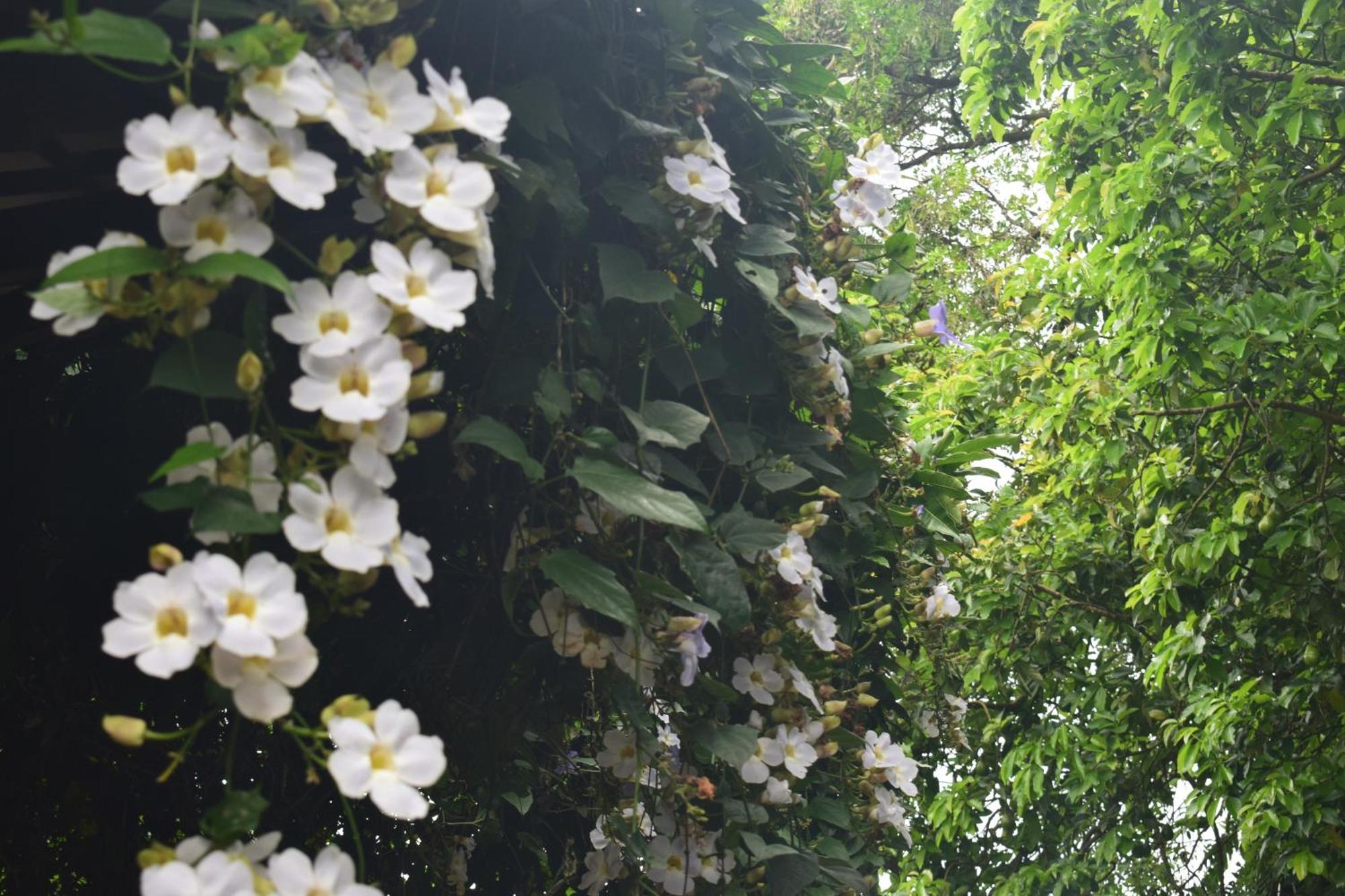 Namaya Nature Apartment Kandy Bagian luar foto